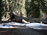 Sequoia National Park